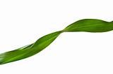 Corn Leaf