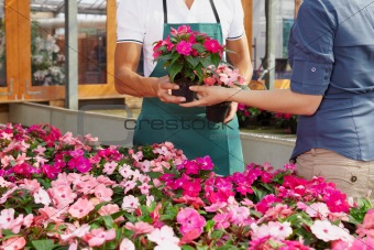woman buying pink flowers