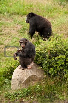 Chimp and Gorilla