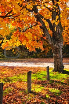 Autumn maple tree near road