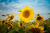 	sunflowers under a blue sky