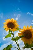 sunflowers under a blue sky