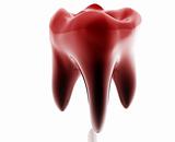 Molar tooth illustration