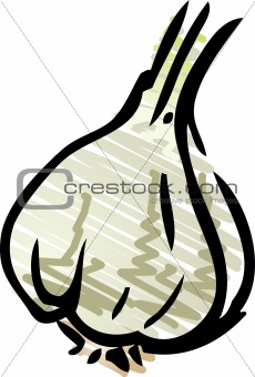 Garlic illustration