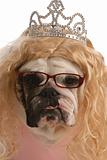 english bulldog dressed up as ugly princess