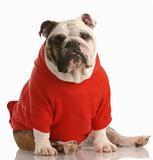 english bulldog wearing red sweater