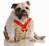english bulldog wearing formal wear