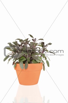 Purple Sage Herb