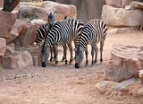 Zebras in bioparc in Valencia, Spain