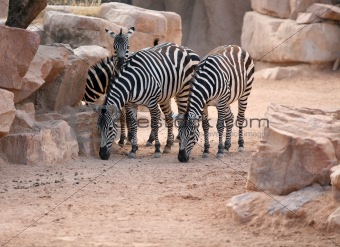 Zebras in bioparc in Valencia, Spain