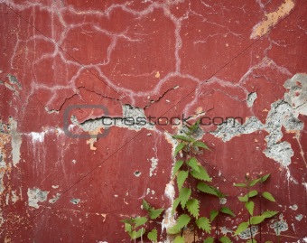 Old wall with cracks and nettle runaways