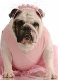 dog dressed up in a pink tutu