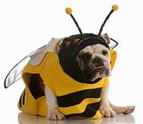 dog dressed up as a bee