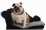 english bulldog sitting on dog bed