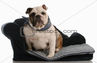 english bulldog sitting on dog bed