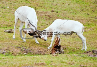 Screwhorn Antilopes