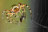 Wasp Spider with pray frontview