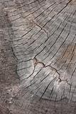 Cracked tree stump