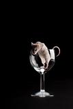 White mouse in glass