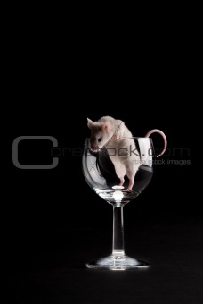 White mouse in glass