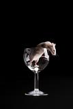 mouse in glass 