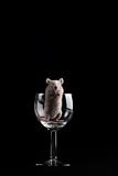mouse in glass 
