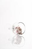 white mouse in glass