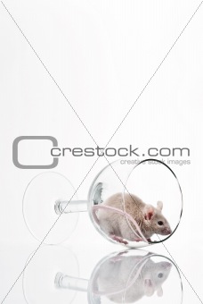 white mouse in glass