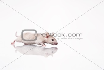 white mouse 