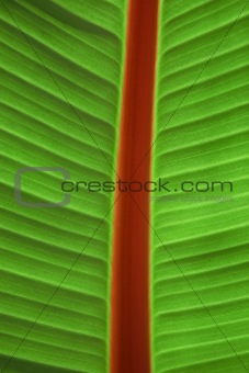 Freshness Palm Leaf