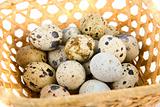  quail eggs 