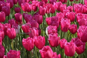 Pink Tulips Horizontal