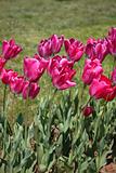 Pink Tulips Vertical