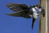 Tree Swallow Feeding Baby Bird