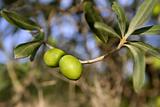 branch details with olives growing