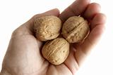 Human hand holding three walnut