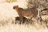 Cheetahs in the Kgalagadi, South Africa