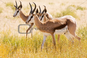 Three young Springbok in the Kalahari desert