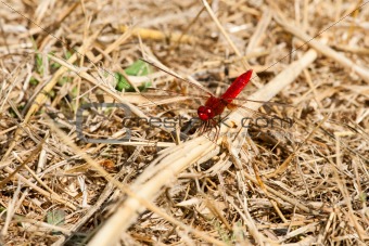 Dark red dragonfly