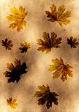 old yellow paper background with maple leaves