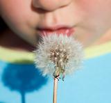 Kid blowing dandelion seeds - closeup