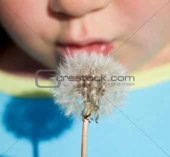 Kid blowing dandelion seeds - closeup