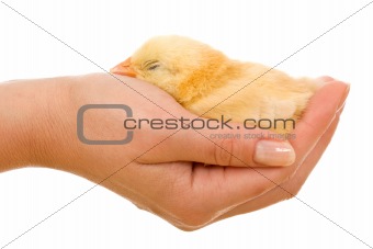 Sleeping little chicken in hand