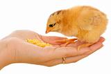 Little chick eating from hand