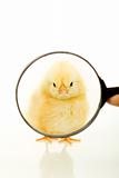 Chicken looking through a magnifier