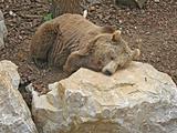 Animal park - Brown bear