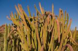 Cluster of Cactus