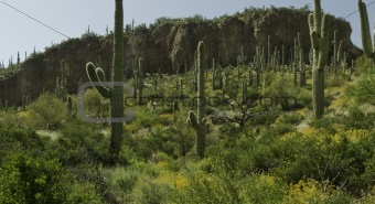 Cactus on the Hillside