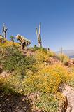 Cactus on the Hillside