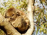 Koala In a Tree